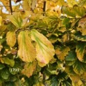 Parrotia persica - 5