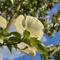 Cornus kousa - 1