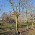 Carpinus Betulus - 2