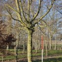 Carpinus Betulus - 1