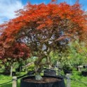 Acer palmatum 'Dragon's fire' - Foto 1