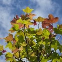 Liquidambar formosa 'Ellen' - 1