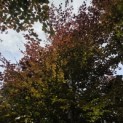 Fagus sylvatica 'Atropunicea' - Foto 7
