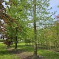 Liquidambar styraciflua - mei 2024