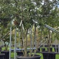 Quercus ilex - 1