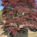 Acer palmatum 'Atrolineare' - 1