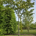 Cornus kousa - 3