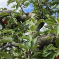 Malus domestica 'Elstar' - 8
