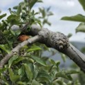 Malus domestica 'Elstar' - 7