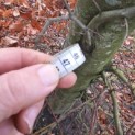 Fagus sylvatica - 2025