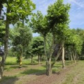 Platanus x Hispanica - 3