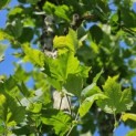 Platanus x Hispanica - 3