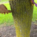 Tilia x europaea 'Pallida' - 6