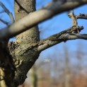 Liquidambar styraciflua - 2