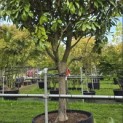 Magnolia grandiflora 'Galissonnière' - 2