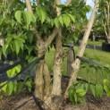 Heptacodium miconioides - Foto 1