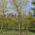 Gleditsia triacanthos 'Sunburst' - mei 2024