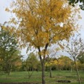 Gleditsia triacanthos 'Skyline' - 1