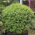 Osmanthus x Burkwoodii - 4