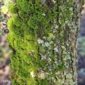Salix Alba - 2