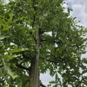 Quercus cerris 'Marmor Star' - 3