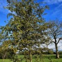Carpinus Henryana - 6