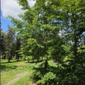 Fagus sylvatica - 4