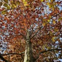 Fagus sylvatica 'Atropunicea' - Foto 3