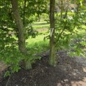 Carpinus betulus - 5