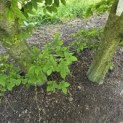 Carpinus betulus - 6