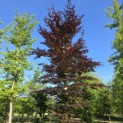 Fagus sylvatica 'Atropunicea' -  mei 2026