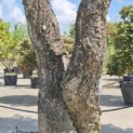 Quercus Suber - 3