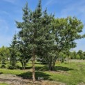 Pinus sylvestris 'Glauca' - juni 2025