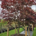 Acer palmatum 'Atropurpureum' - 3