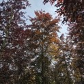 Fagus sylvatica 'Atropunicea' - 5