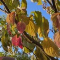 Cornus controversa - Foto 4