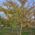 Cornus controversa - 1