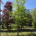 Castanea Sativa - mei 2026