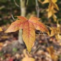 Liquidambar Styraciflua - Foto 4