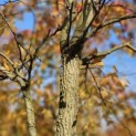 Liquidambar Styraciflua - Foto 5