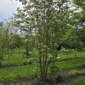 Cornus kousa 'Stellar Pink' - 6