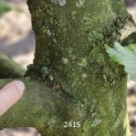 Carpinus betulus - 2