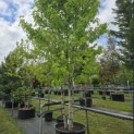 Liquidambar styraciflua 'Worplesdon' - 2