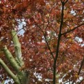 Acer palmatum 'Atropurpureum' - 9