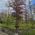 Fagus sylvatica 'Atropunicea' - 2023