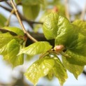 Tilia americana 'Nova' - Foto 1