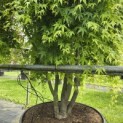 Acer palmatum 'Ryusen' - 1