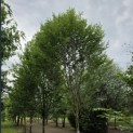Carpinus betulus 'Frans Fontaine'   (Fastigiata) - 1