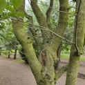 Carpinus betulus 'Frans Fontaine'   (Fastigiata) - 2
