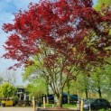acer palmatum 'Atropurpureum' - Foto 4